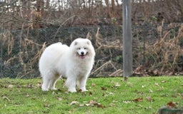 Samojeed honden te koop: Nestaankondiging Samojeedpups begin Augustus - Afbeelding 12