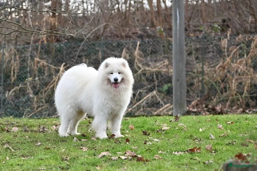 Samojeed honden te koop: Nestaankondiging Samojeedpups begin Augustus - Afbeelding 12