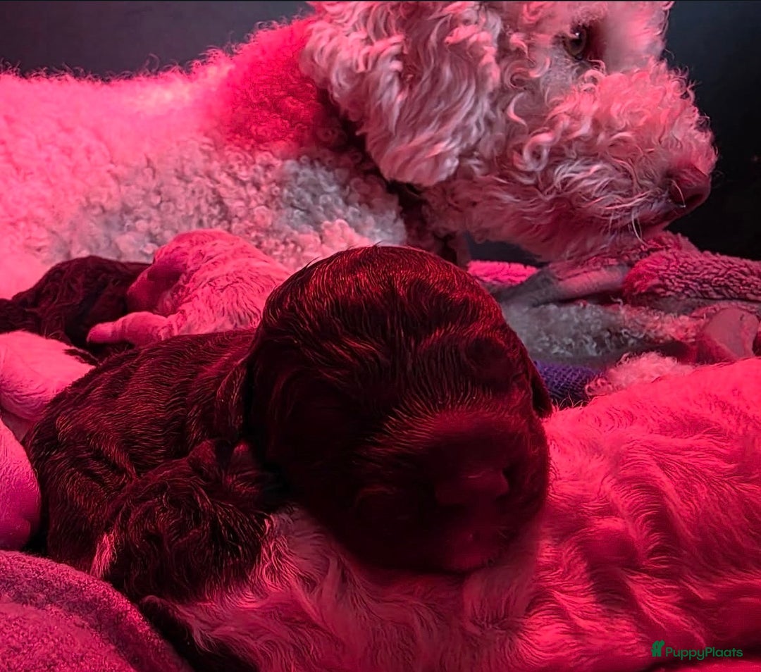 Lagotto Romagnolo honden te koop: Lagotto Romagnolo - Ollie - Advertentie 8