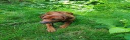 Rhodesian Ridgeback honden te koop: Rhodesian Ridgeback pups met stamboom  in Apeldoorn - Advertentie 19