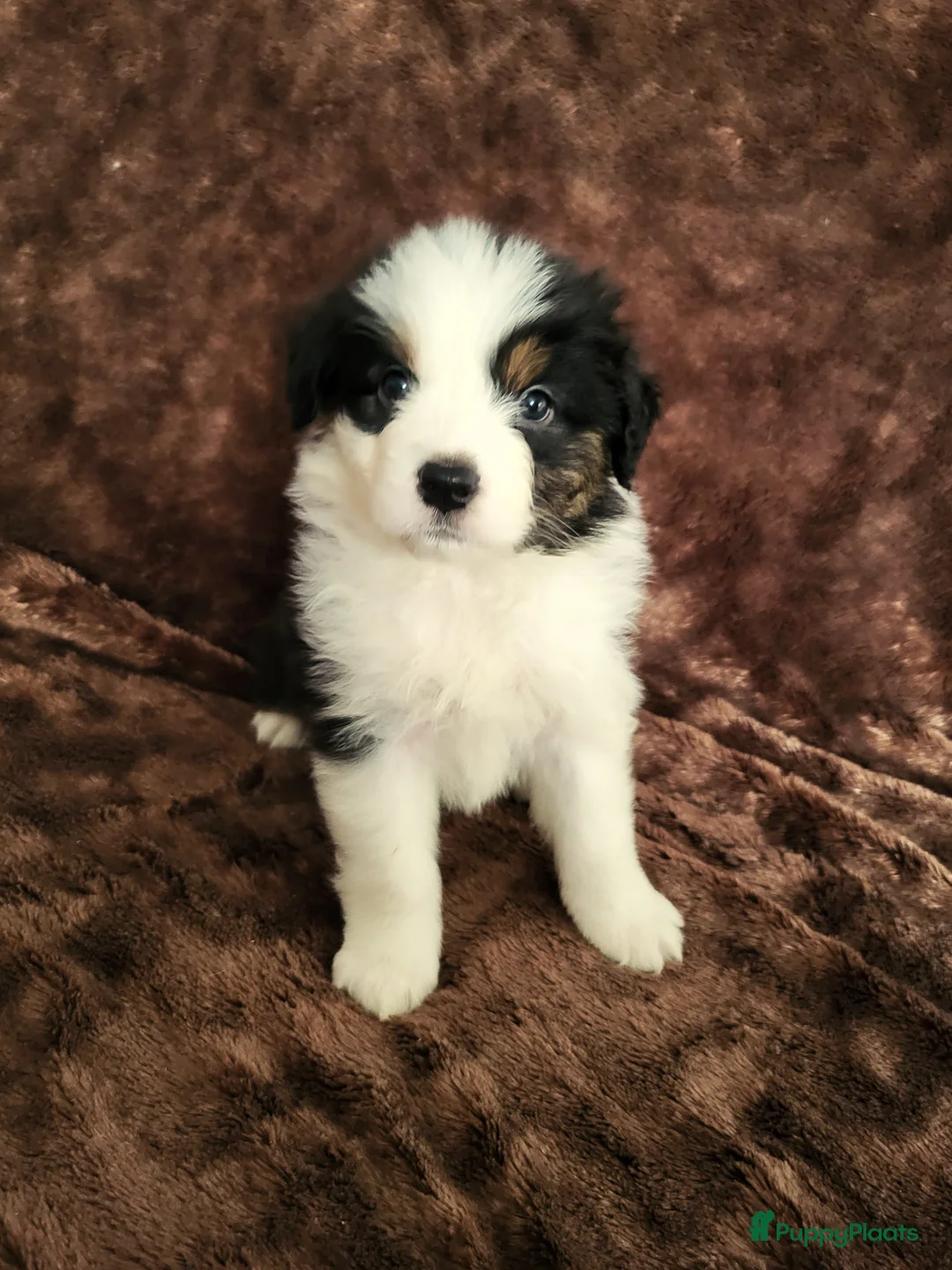Australian Shepherd honden te koop: Australian Shepherd ouders FCI Stamboom - Advertentie 3