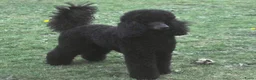Labradoodle honden te koop: Lieve labradoodle pups  - Advertentie 7