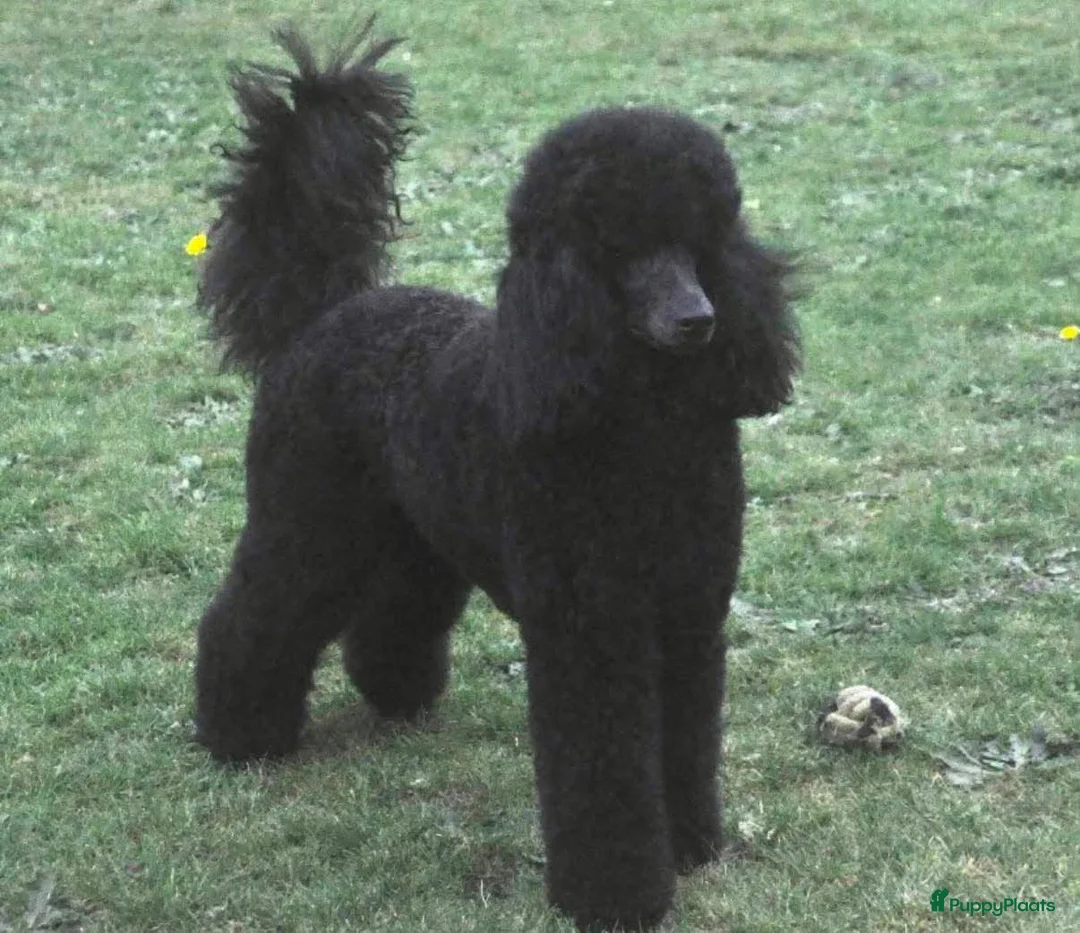Labradoodle honden te koop: Lieve labradoodle pups  - Advertentie 7