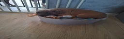 American Staffordshire Terriër honden te koop: American Staffordshire Terrier-last 3 puppies !!! - Advertentie 4