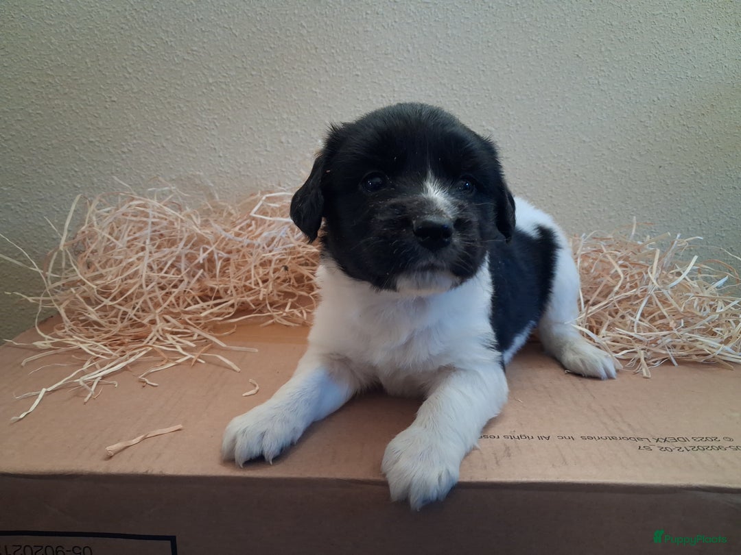 Friese Stabij honden te koop: Lieve Friese Stabij pups - Advertentie 3