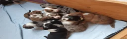 Kruising honden te koop:  Australian Shepherd (75%) x Bordercollie (25%) - Advertentie 3