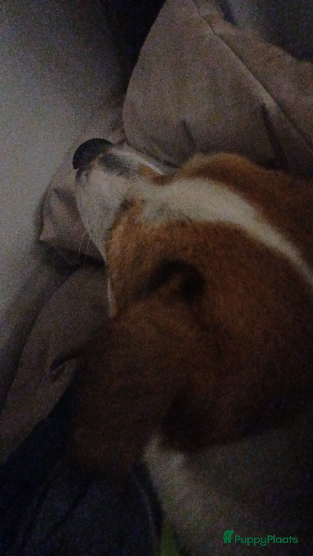 Kruising honden te koop: Azzura - Advertentie 6