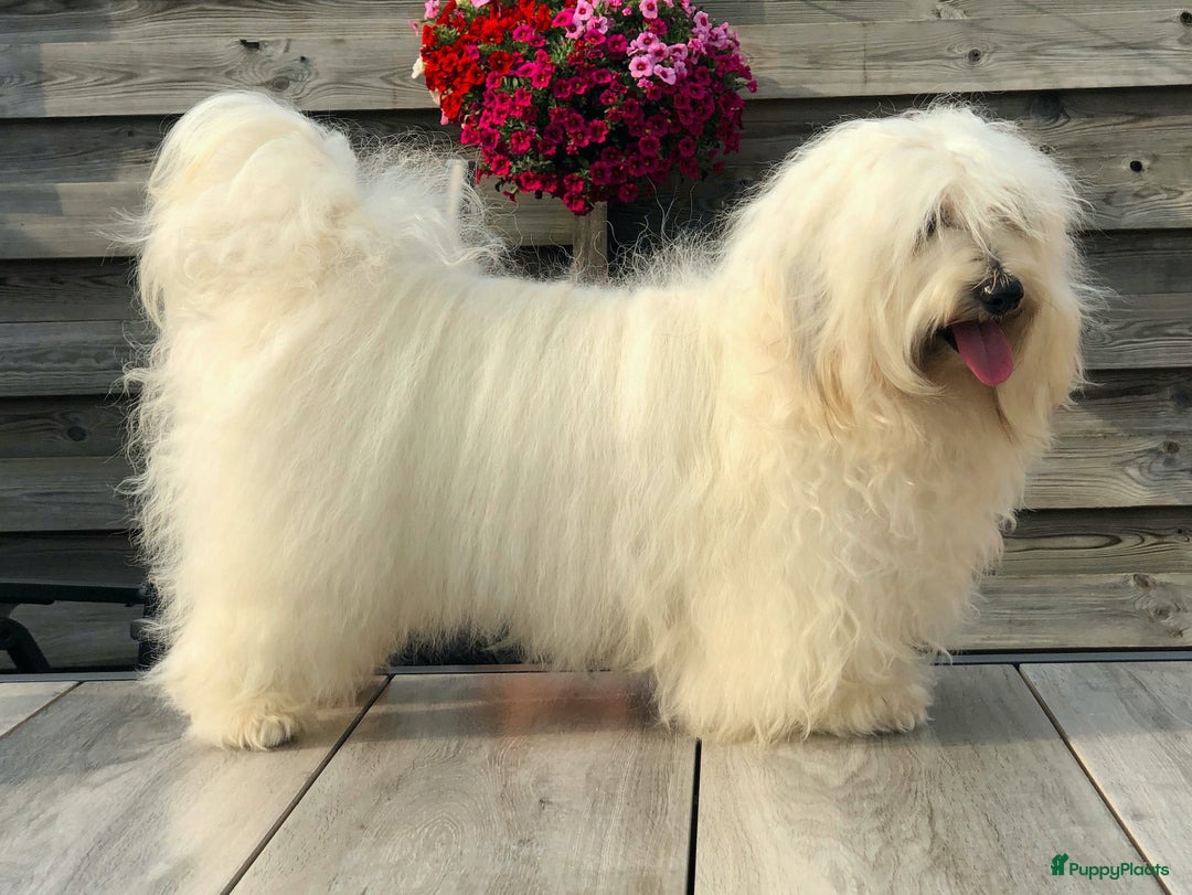 Galerij afbeelding {{count}}