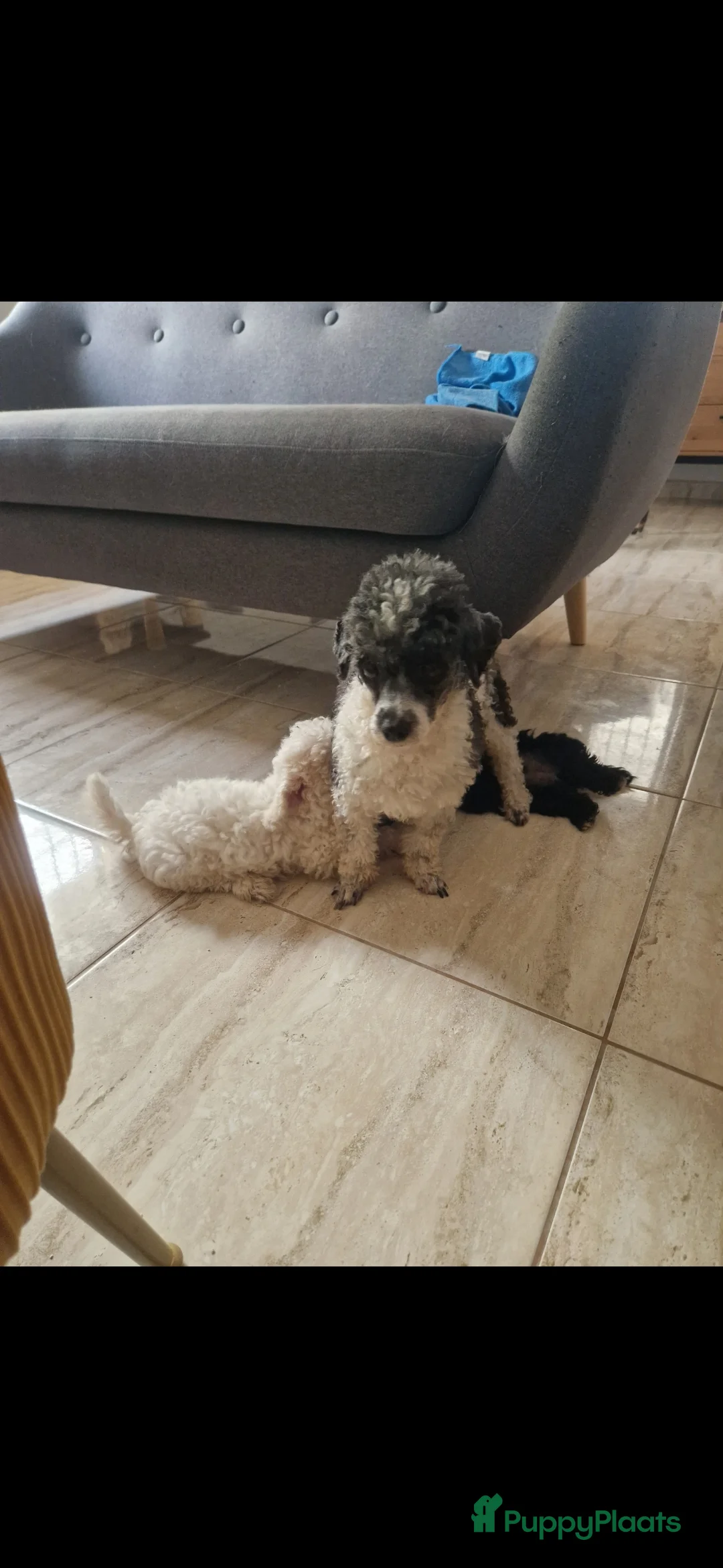 Poedel Toy honden te koop: Toypoedel zusjes toy poedel - Advertentie 16