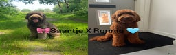 Australian Labradoodle honden te koop: Australian labradoodle ALF2 - Advertentie 1