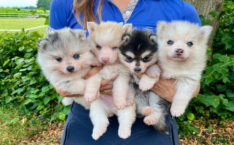 Pomsky honden - Advertentie 1