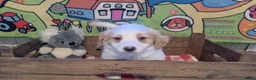 Boerenfox honden te koop: Prachtige 100% boerenfox pups met unieke kleuren - Advertentie 4