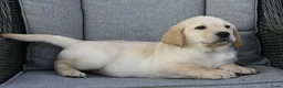 Labrador Retriever honden te koop: Knappe Labrador pups met stamboom ! - Advertentie 21