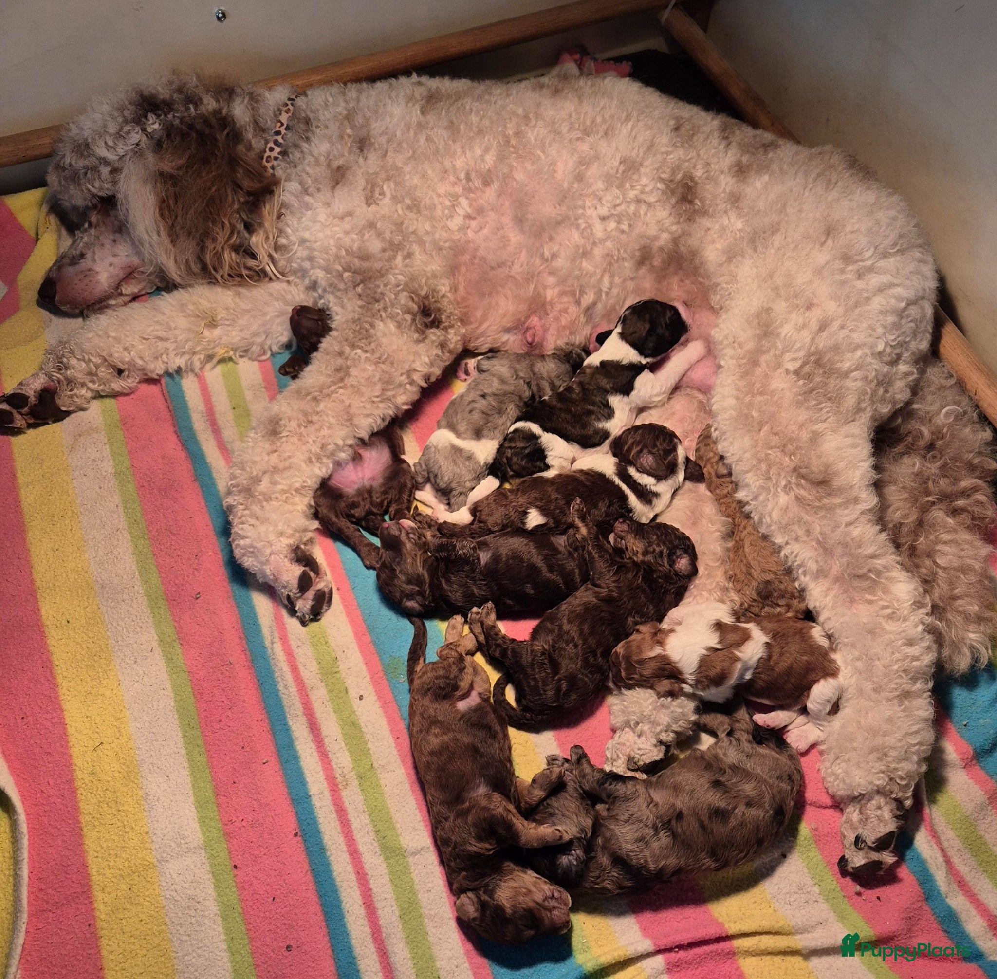 Poedel honden Schitterende Konings poedel pups - Advertentie 1
