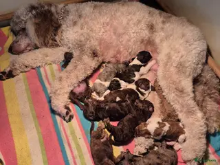 Poedel honden Schitterende Konings poedel pups - Advertentie 12