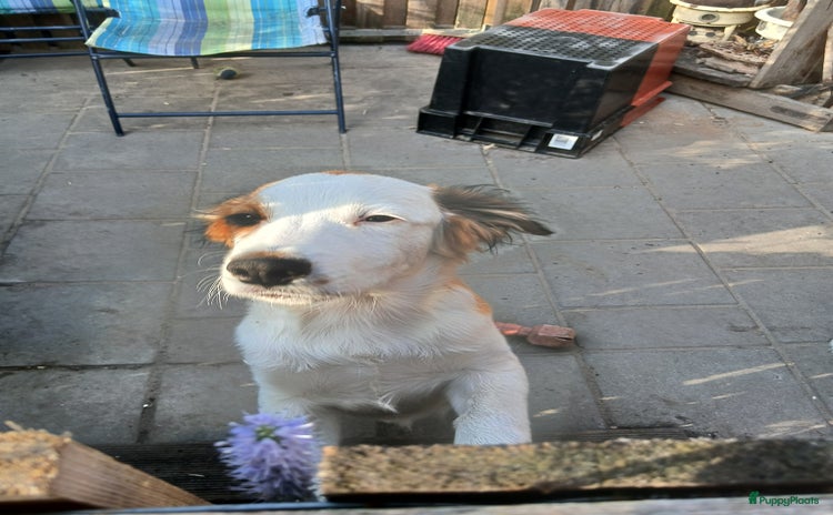 Kooikerhondje honden in Twijzelerheide - Advertentie 2