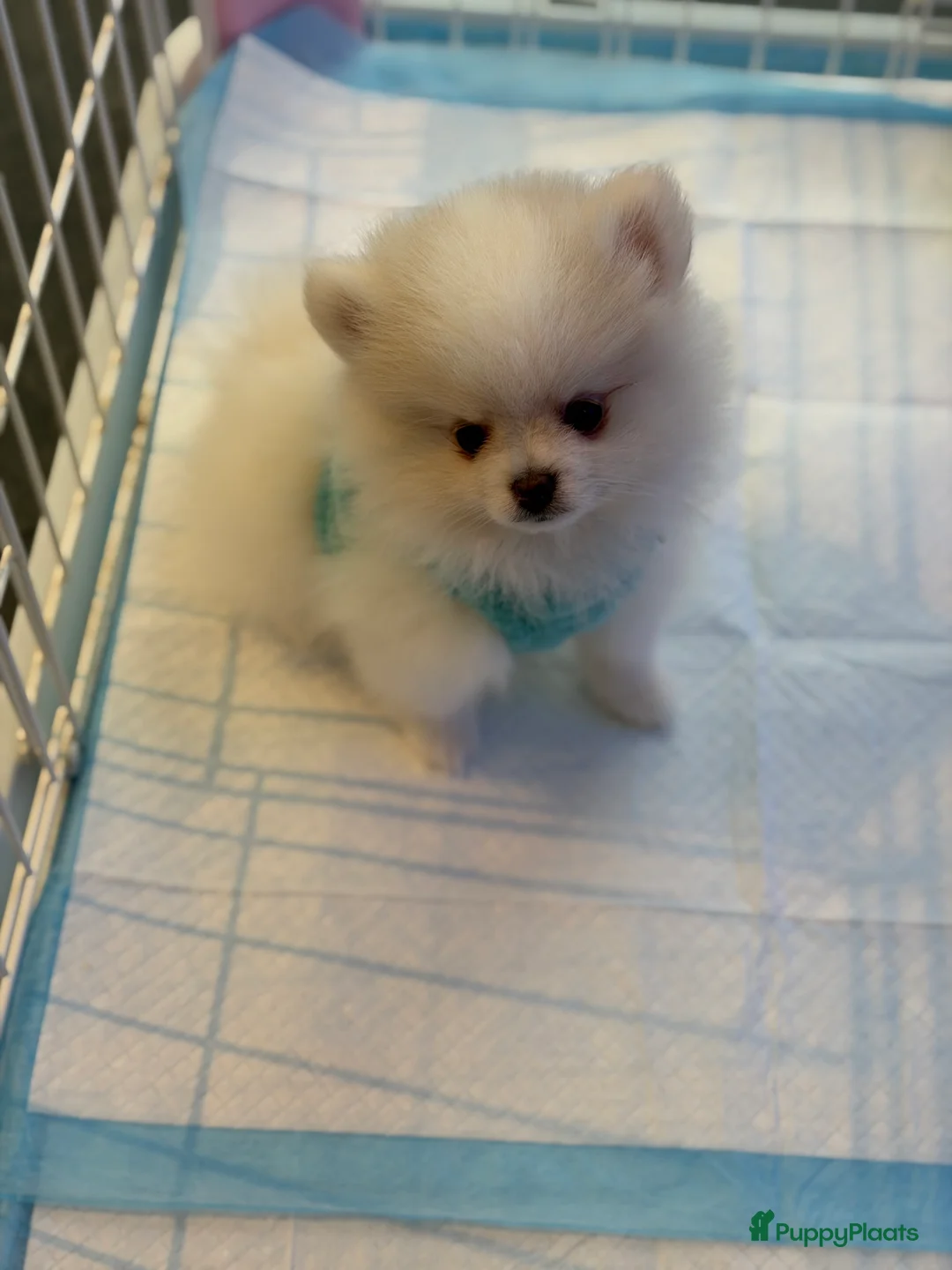 Pomeriaan honden te koop: Mooiste raszuivere pomeranian pomeriaan pups - Advertentie 5