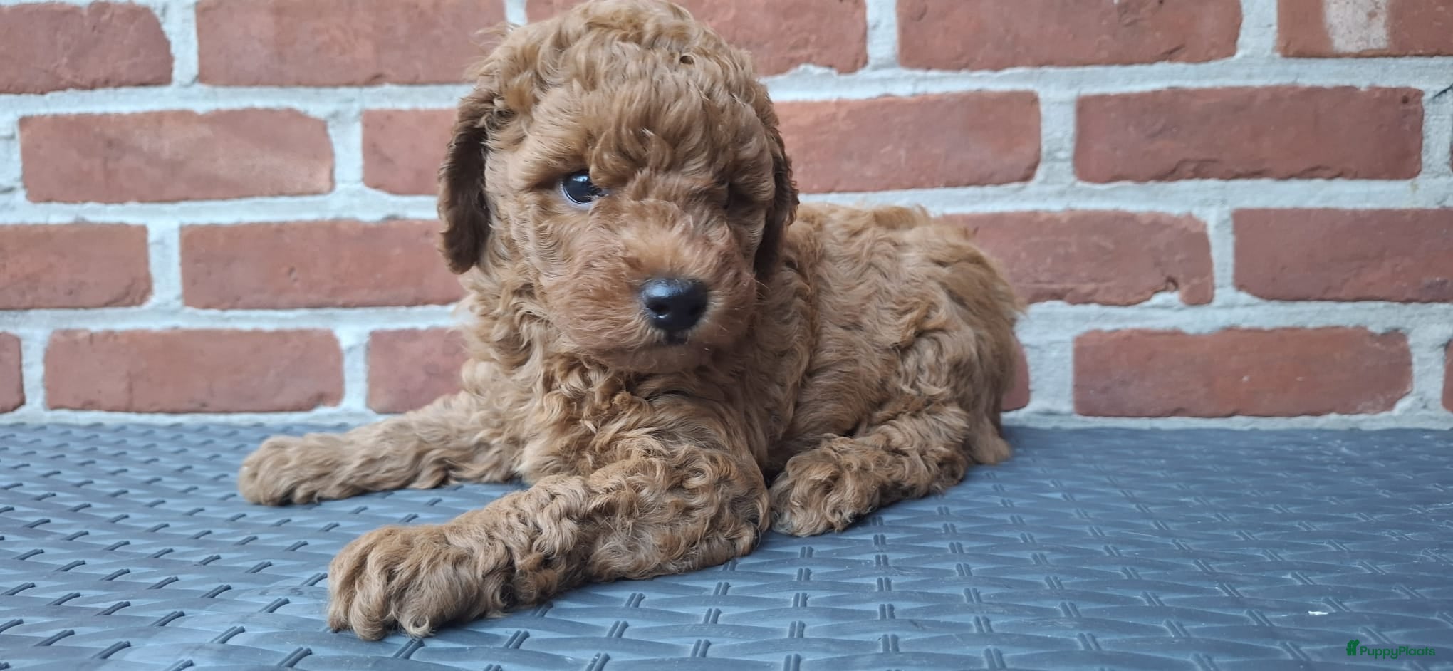Dwergpoedel honden Lieve dwergpoedel-puppy's zoeken een warm thuis!  - Advertentie 1