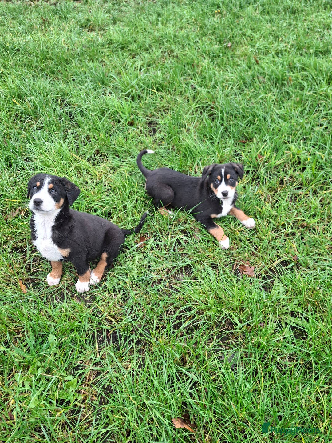 Grote Zwitserse Sennenhond honden te koop: Grote zwitserse sennen pups - Advertentie 13