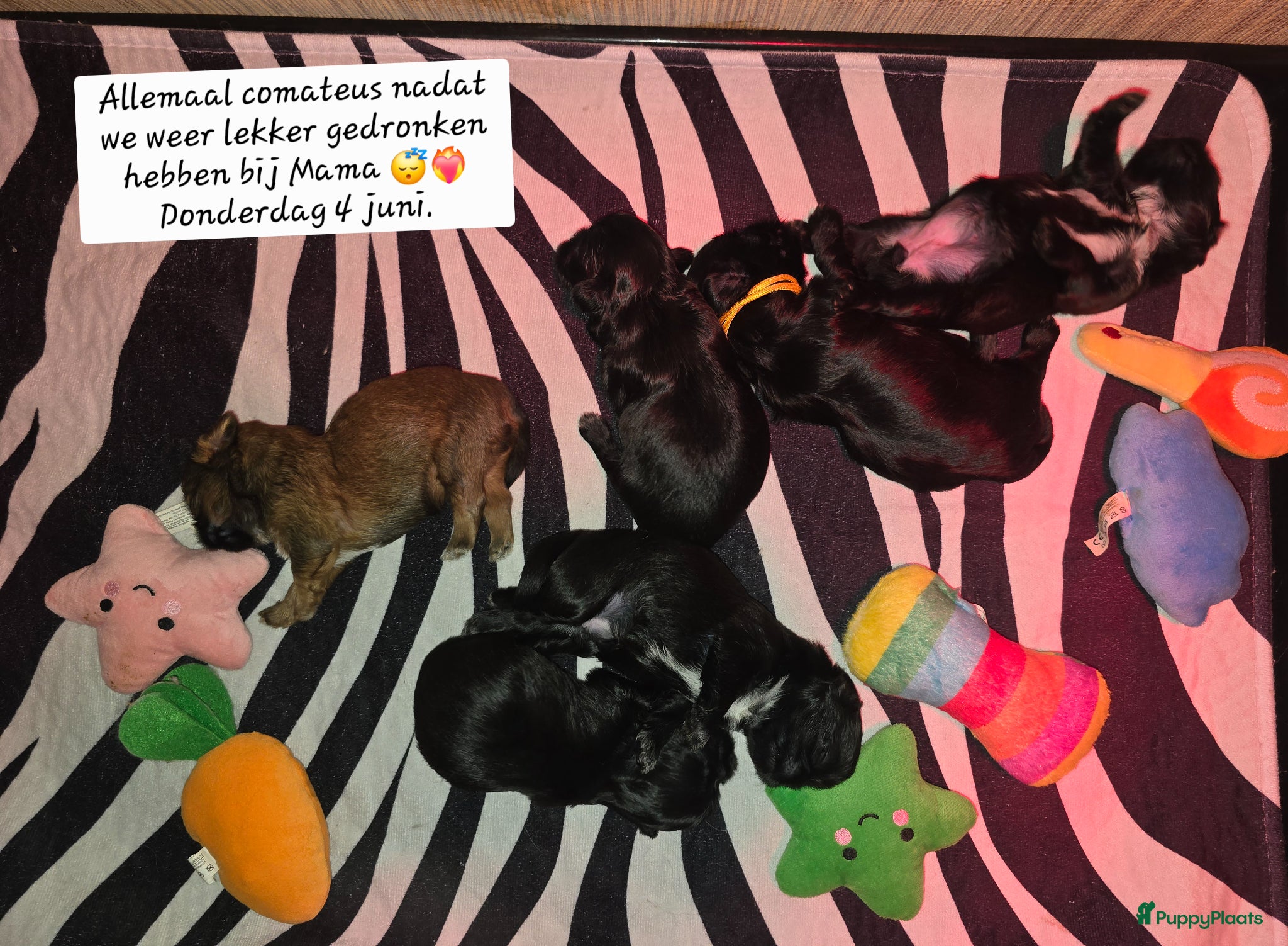 Kruising honden Prachtige Zwarte Shih-Tzu x Maltezer Pups🖤 Boomer - Advertentie 1