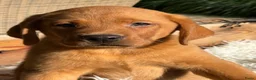 Labrador Retriever honden te koop: Labrador red fox - Advertentie 3