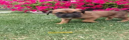 Kruising honden te koop: Unieke leuke kruising Labrador Boxer x Boxer pups. - Advertentie 14