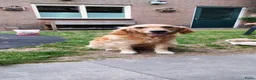 Golden Retriever honden te koop: Deze leukerds zoeken een baasje - Advertentie 2