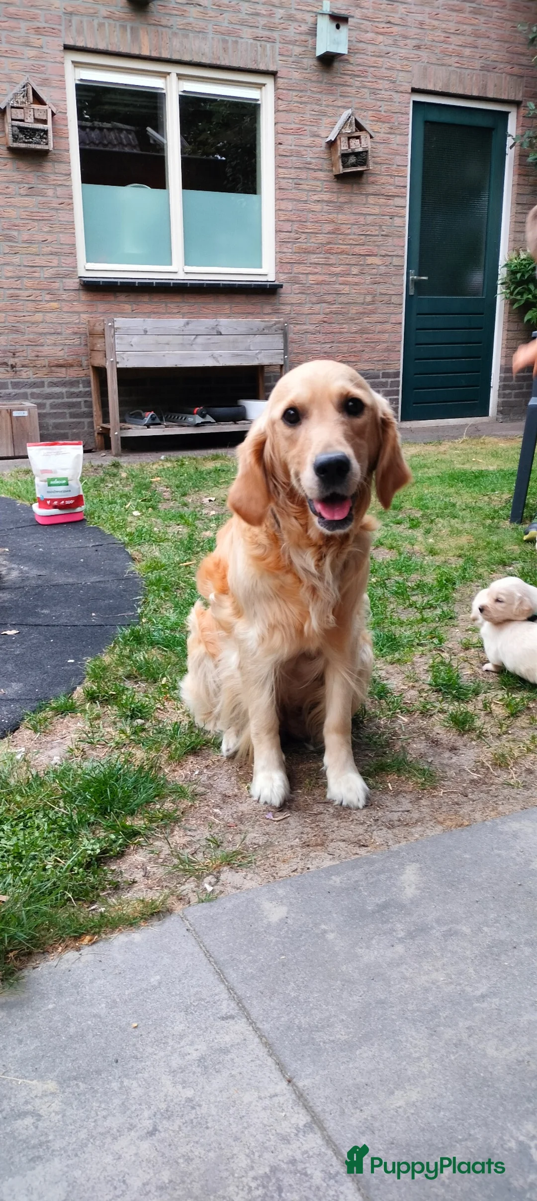 Golden Retriever honden te koop: Deze leukerds zoeken een baasje - Advertentie 2