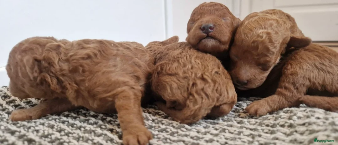 Poedel Toy honden te koop: Toy poedel pups geboren - Advertentie 4