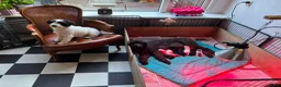 Kruising honden te koop: exclusieve Dubbel Doodle pups geboren! - Advertentie 3