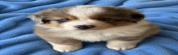 Miniature American Shepherd honden te koop: Mini American Shepherd pups met fci pedigree - Advertentie 5