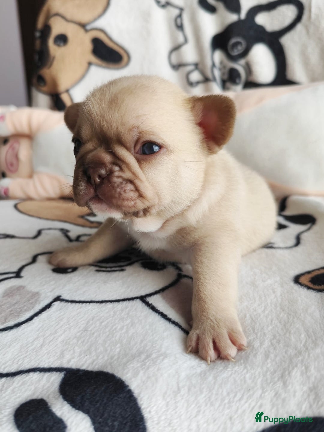 Franse Bulldog honden te koop: Franse bulldog pups - Advertentie 15