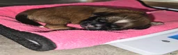 Kruising honden te koop: Boomer pups 💙❤️(Shih-Tzu x Boomer) - Advertentie 35
