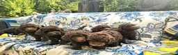 Labradoodle honden te koop: Labradoodle pups - Advertentie 4