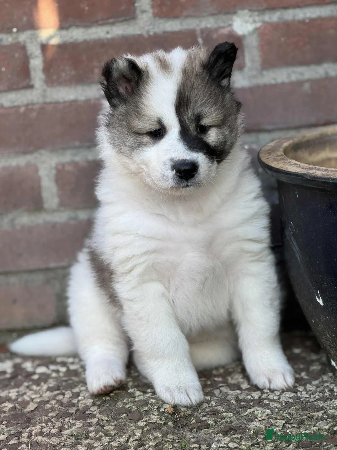 Thai Bangkaew Dog honden te koop: Thai Bangkaew Dog puppies - Advertentie 6