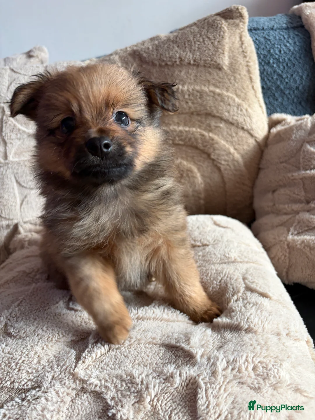 Pomchi honden te koop: Pomchi/pomeriaan - Advertentie 24