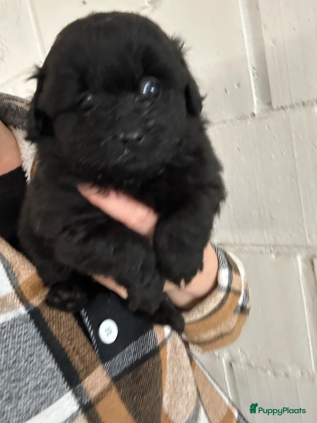 Kruising honden te koop: Pomapoo pupjes  - Advertentie 9