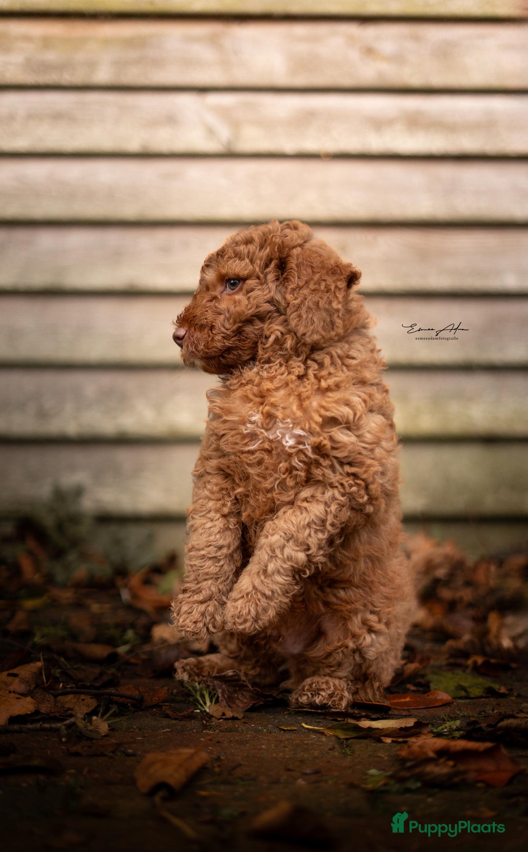 Goldendoodle honden te koop:  Prachtige F3 Doodle Pups van Roos & Sem - Advertentie 5