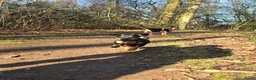 Jack Russel Terriër honden te koop: Te koop: Black & Tan Jack Russell Teef (2 jaar) - Advertentie 9