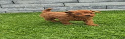Poedel Toy honden te koop: Mooi abrikoos rood toy poedel reutje. - Advertentie 9