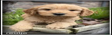 Cockapoo 3