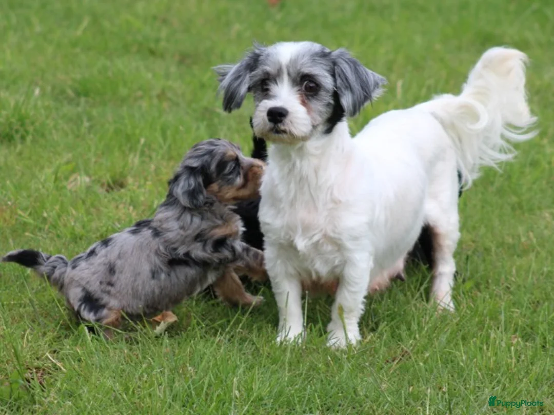 Kruising honden te koop: Boompoo pups - Advertentie 2