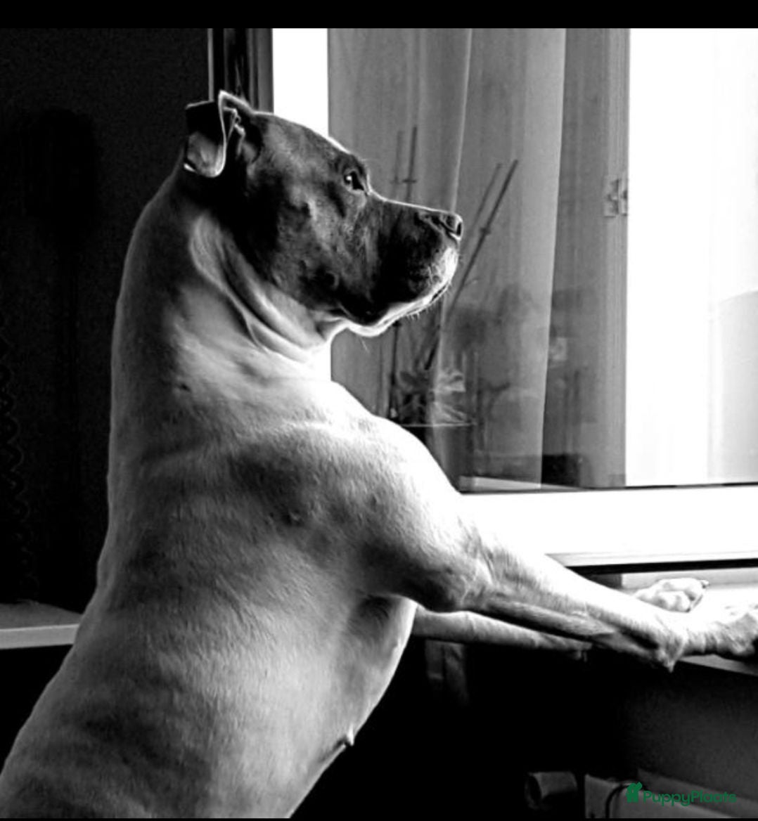 American Staffordshire Terriër honden Pandora - Advertentie 1
