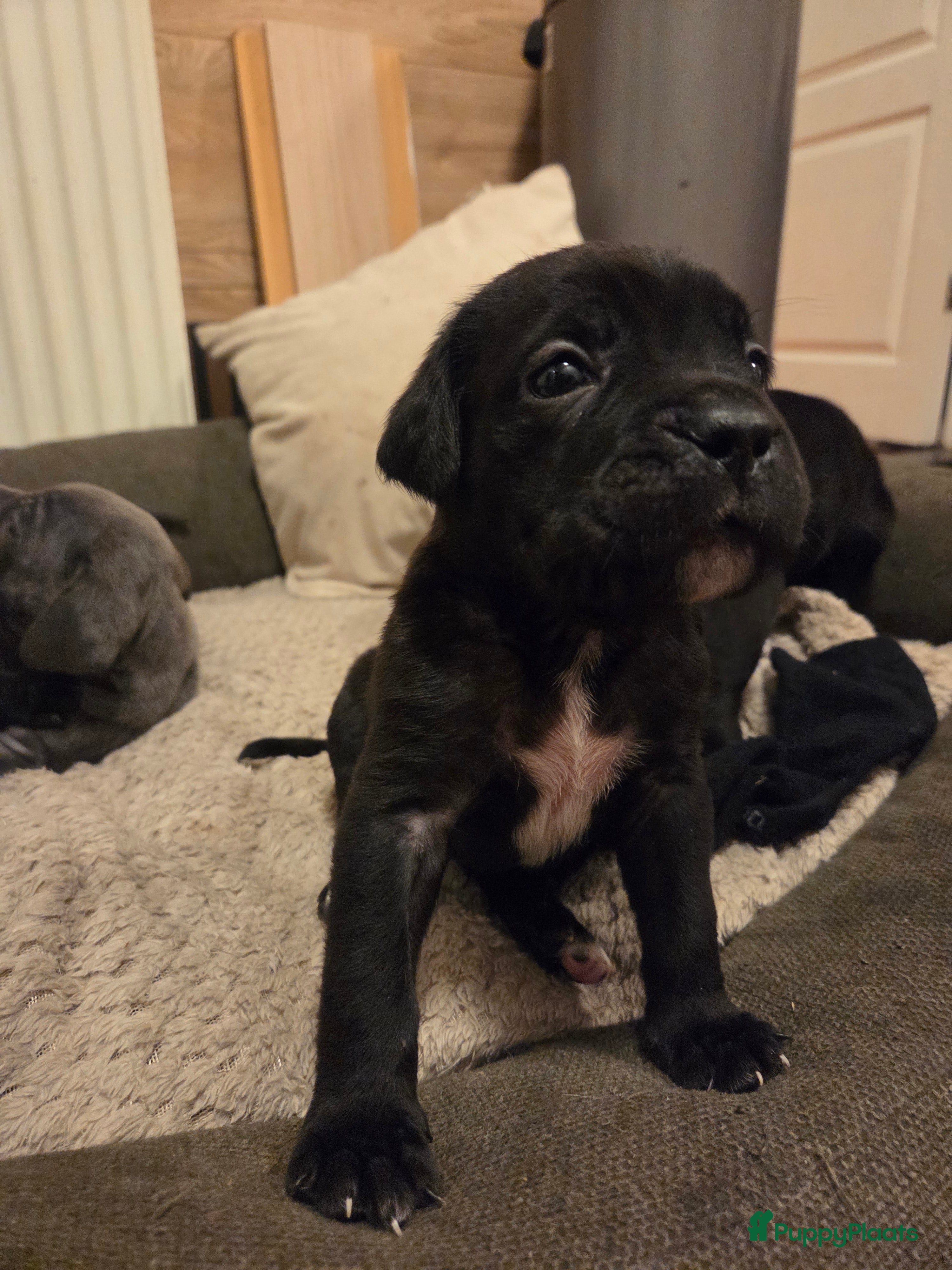 Cane Corso honden Prachtige CaneCorso's pups!  - Advertentie 2