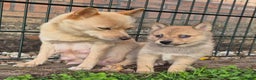 Kruising honden te koop: Pomsky x Shiba inu pups - Advertentie 16