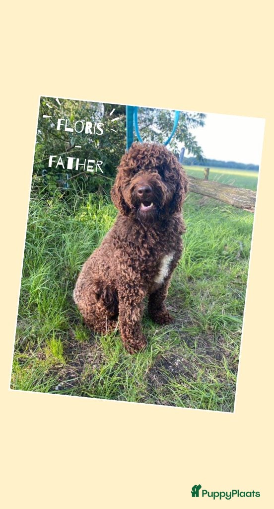 Floris