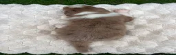 Australian Shepherd honden te koop: Nog 4 Australische Herder pups beschikbaar! - Advertentie 22