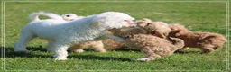 Maltipoo honden te koop: Knappe Maltipoo pups. - Advertentie 22