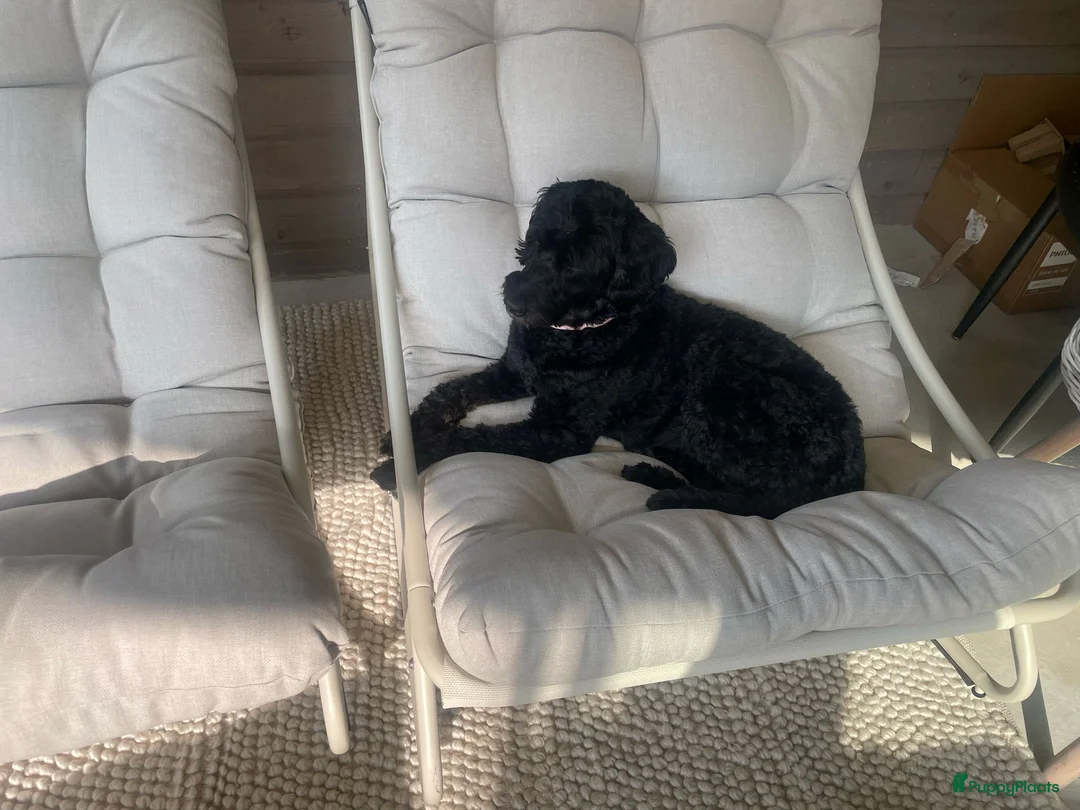 Kruising honden te koop: Het is bijna zover!  - Advertentie 8