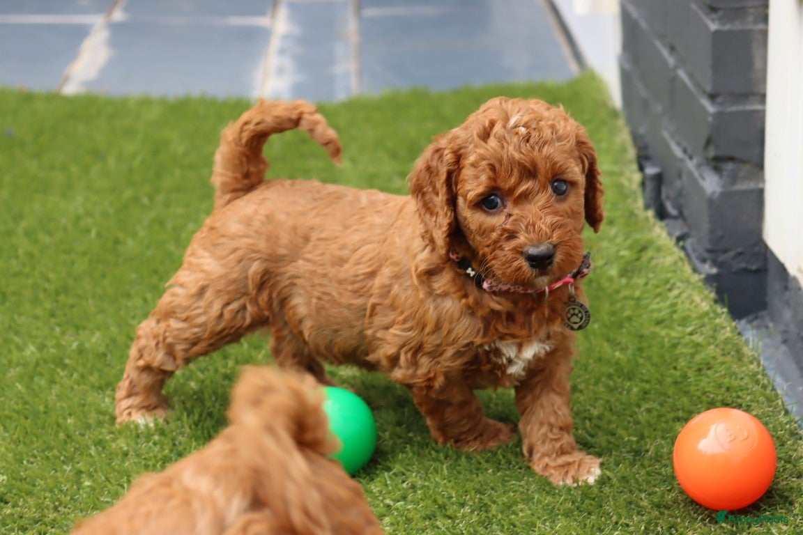 Australian Labradoodle honden te koop:  6 lieve Mini/medium Australian labradoodle pups - Advertentie 8